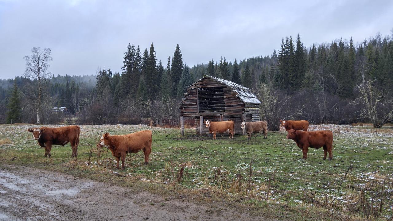 Wolfwood Guest Ranch Villa Clearwater Buitenkant foto