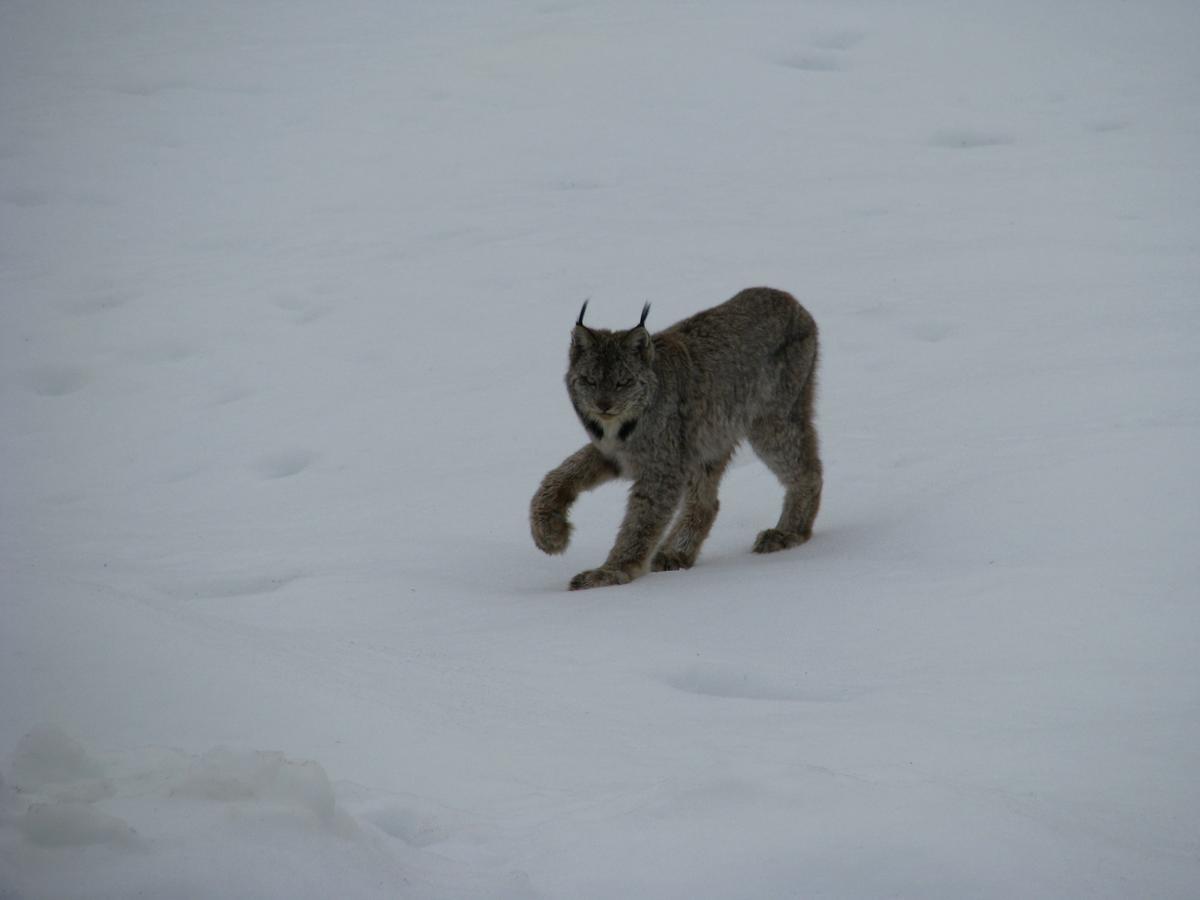 Wolfwood Guest Ranch Villa Clearwater Buitenkant foto