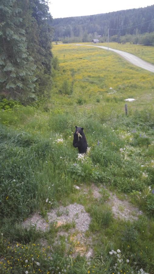 Wolfwood Guest Ranch Villa Clearwater Buitenkant foto