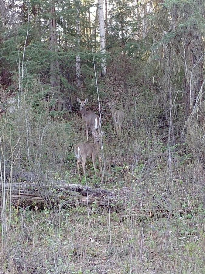 Wolfwood Guest Ranch Villa Clearwater Buitenkant foto